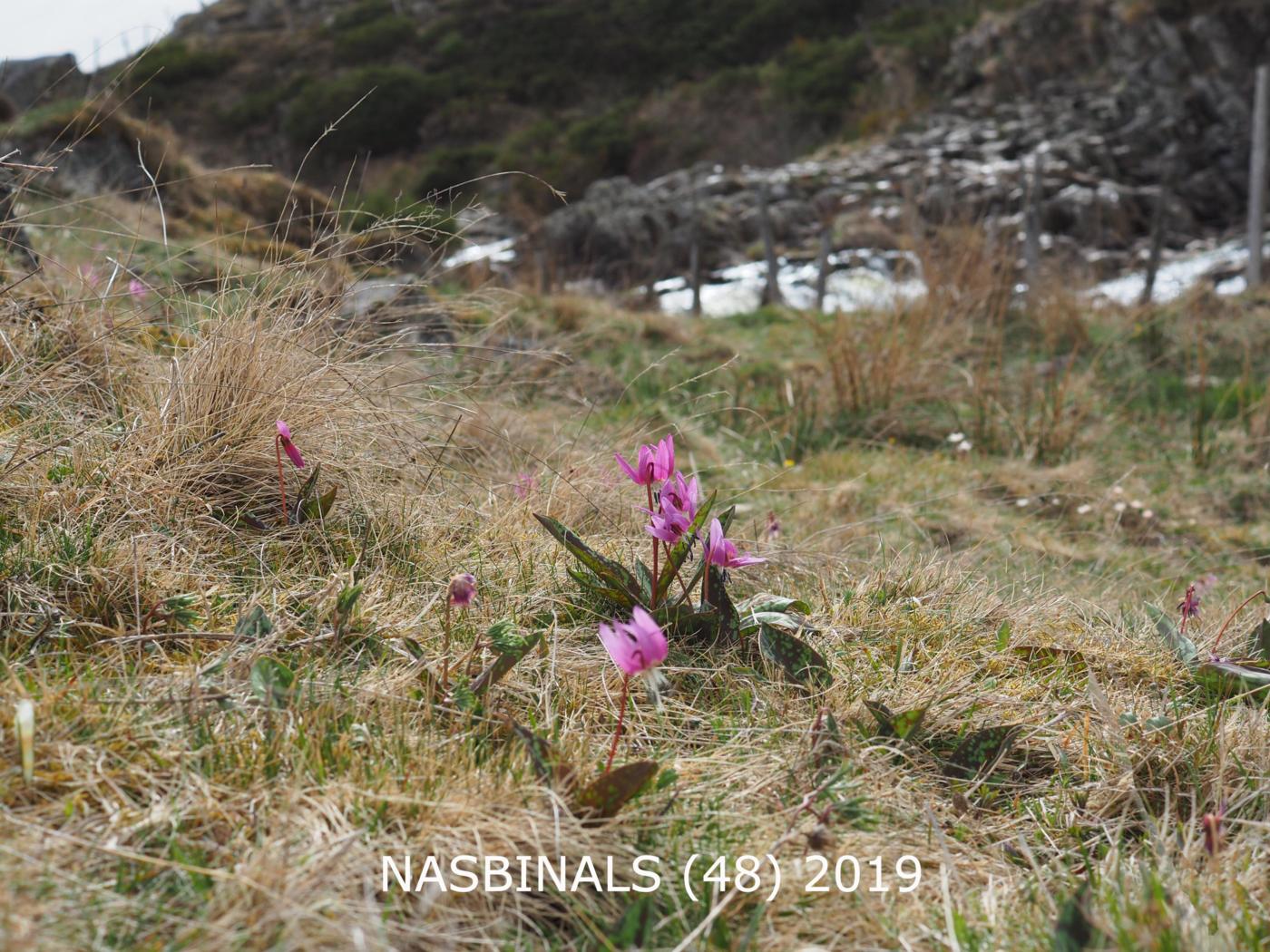 Dog-toothed violet plant